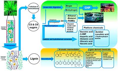 Advances in Pretreatment of Straw Biomass for Sugar Production